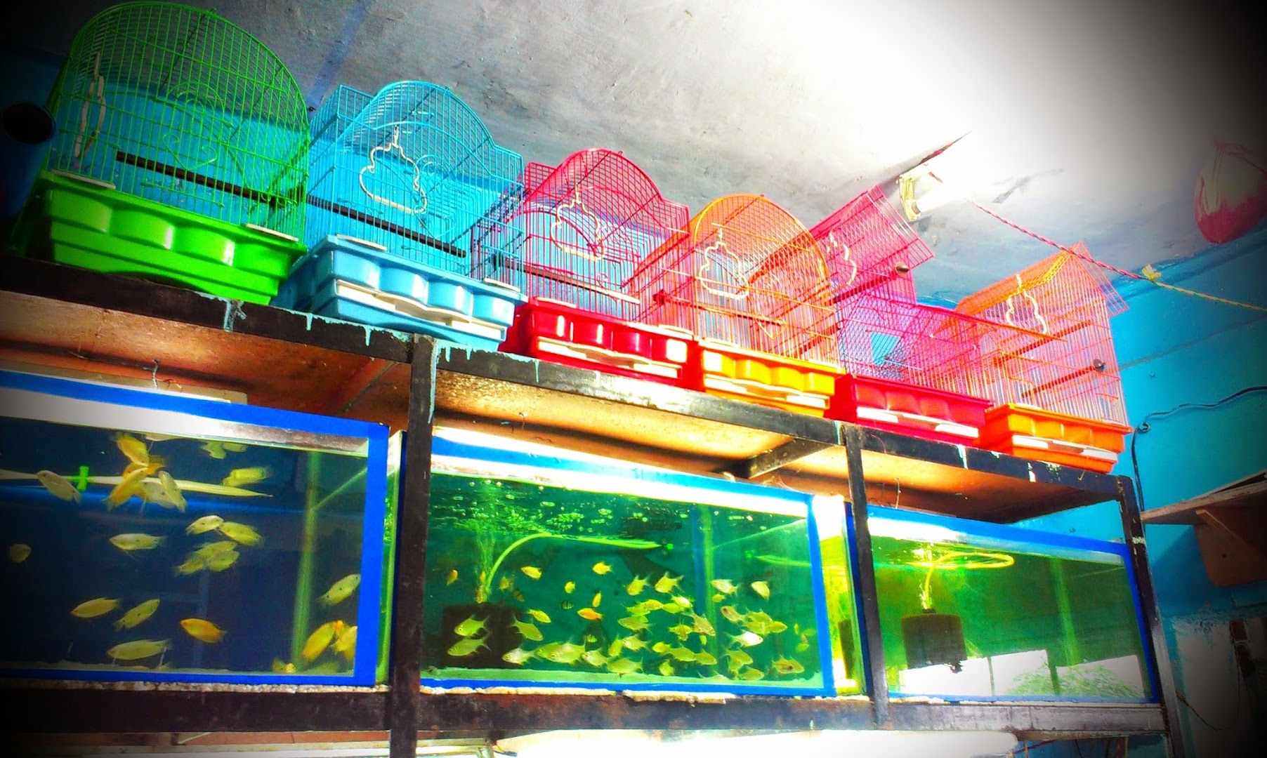 Kavya Aquarium & Pet Shop feature image