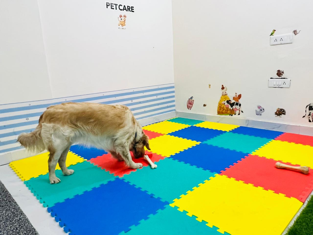 Dog Zillaa feature image