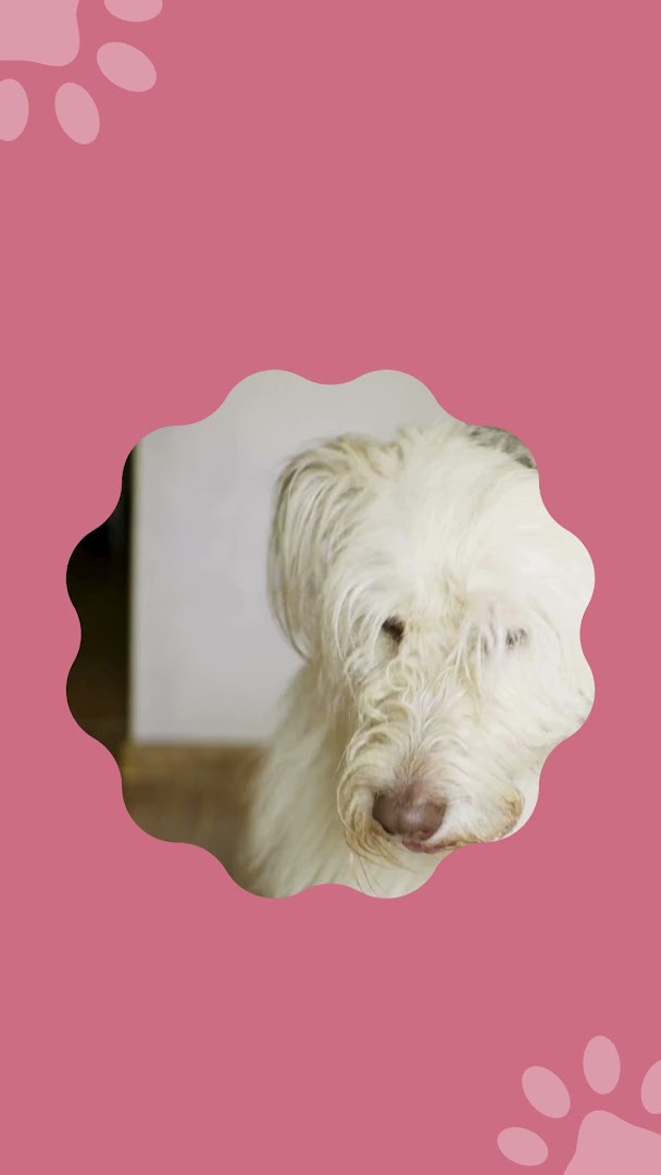 Wiggles and walk pet grooming and dog walker feature image