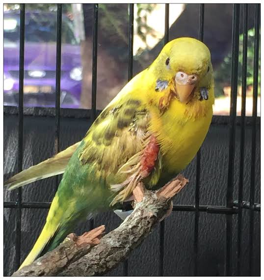 Exotic bird training, health care, boarding feature image