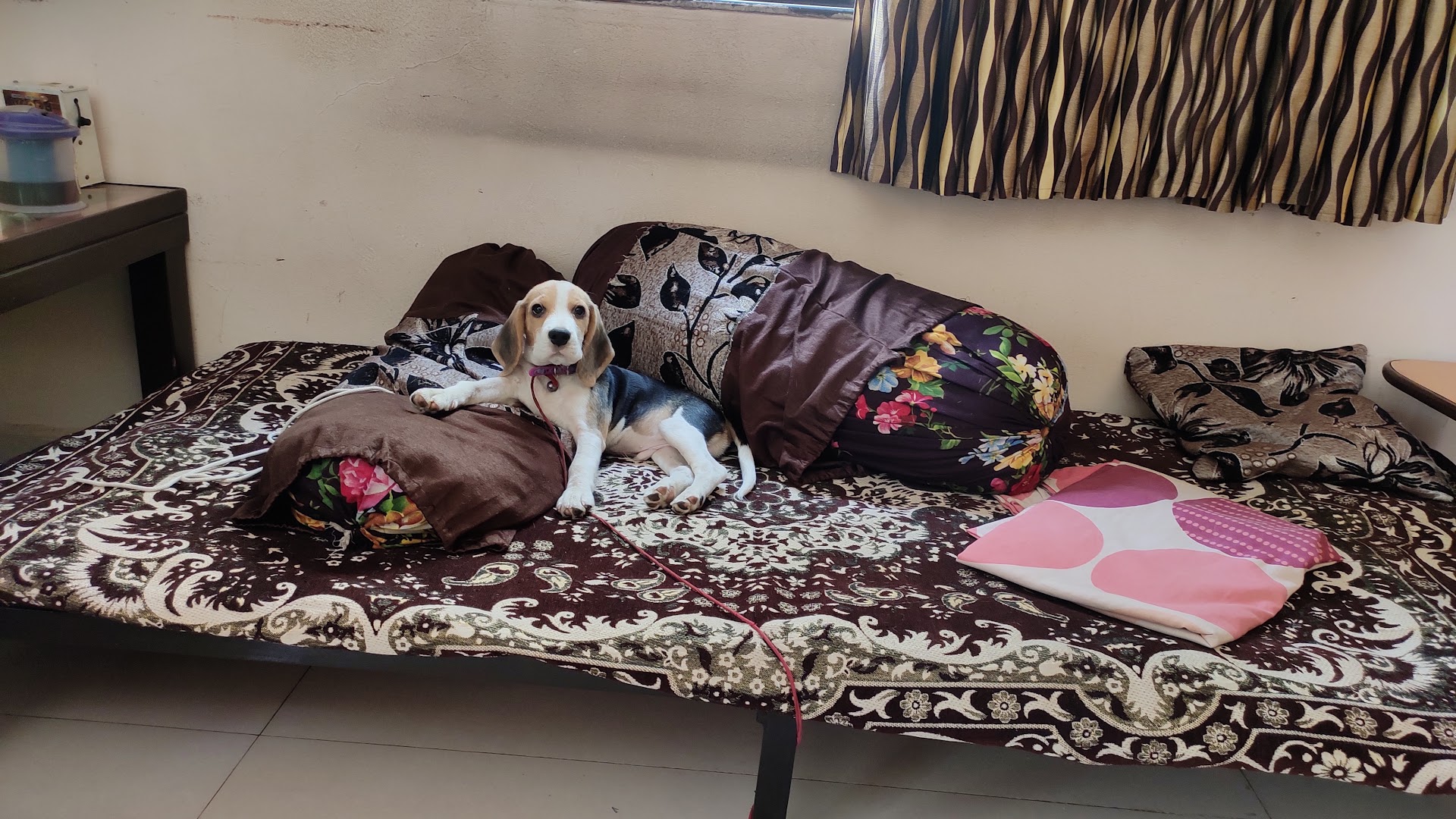 Paws and Tails feature image