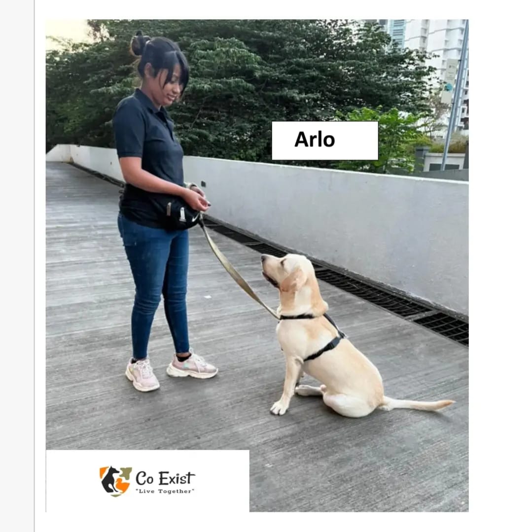 Co Exist Dog Trainer feature image