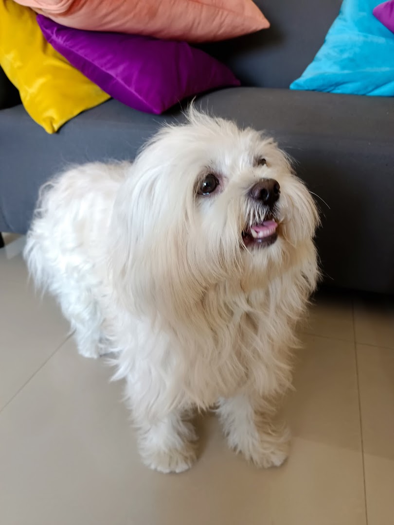 Fluffy Touch -Pets Parlour Services at Home feature image