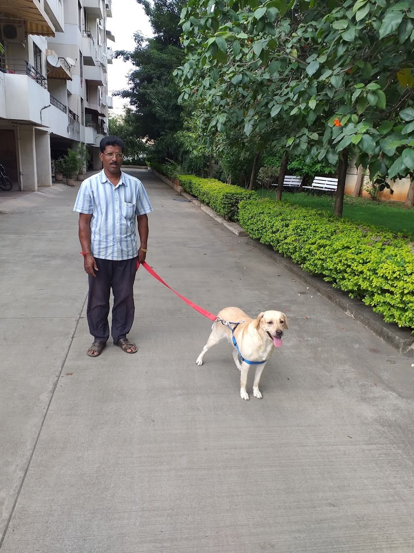 Dog Walking and Training in Pune feature image