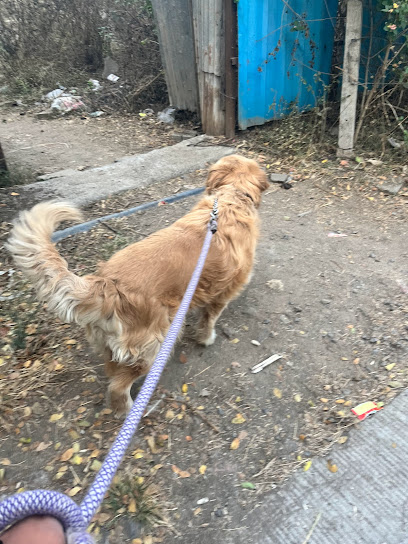 Dog Fit Dog Walking and Training Services in Pune