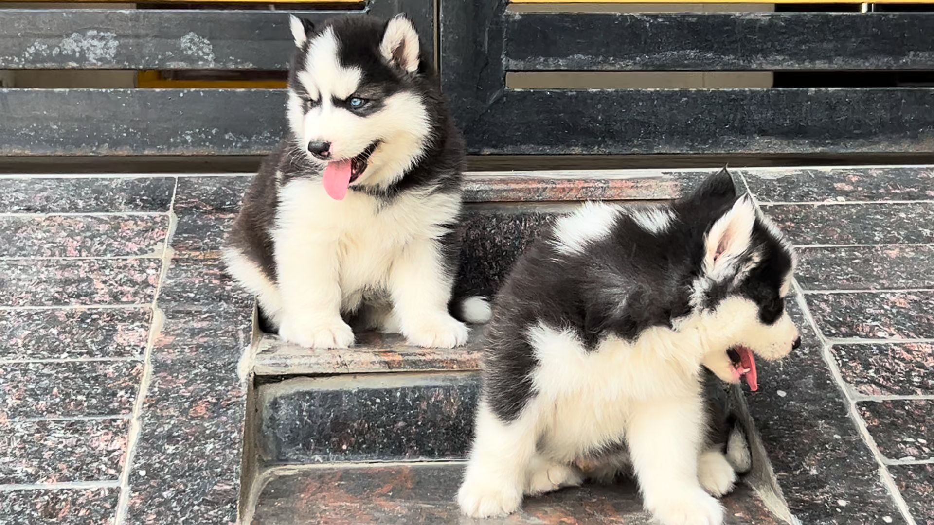 Surya kennels feature image