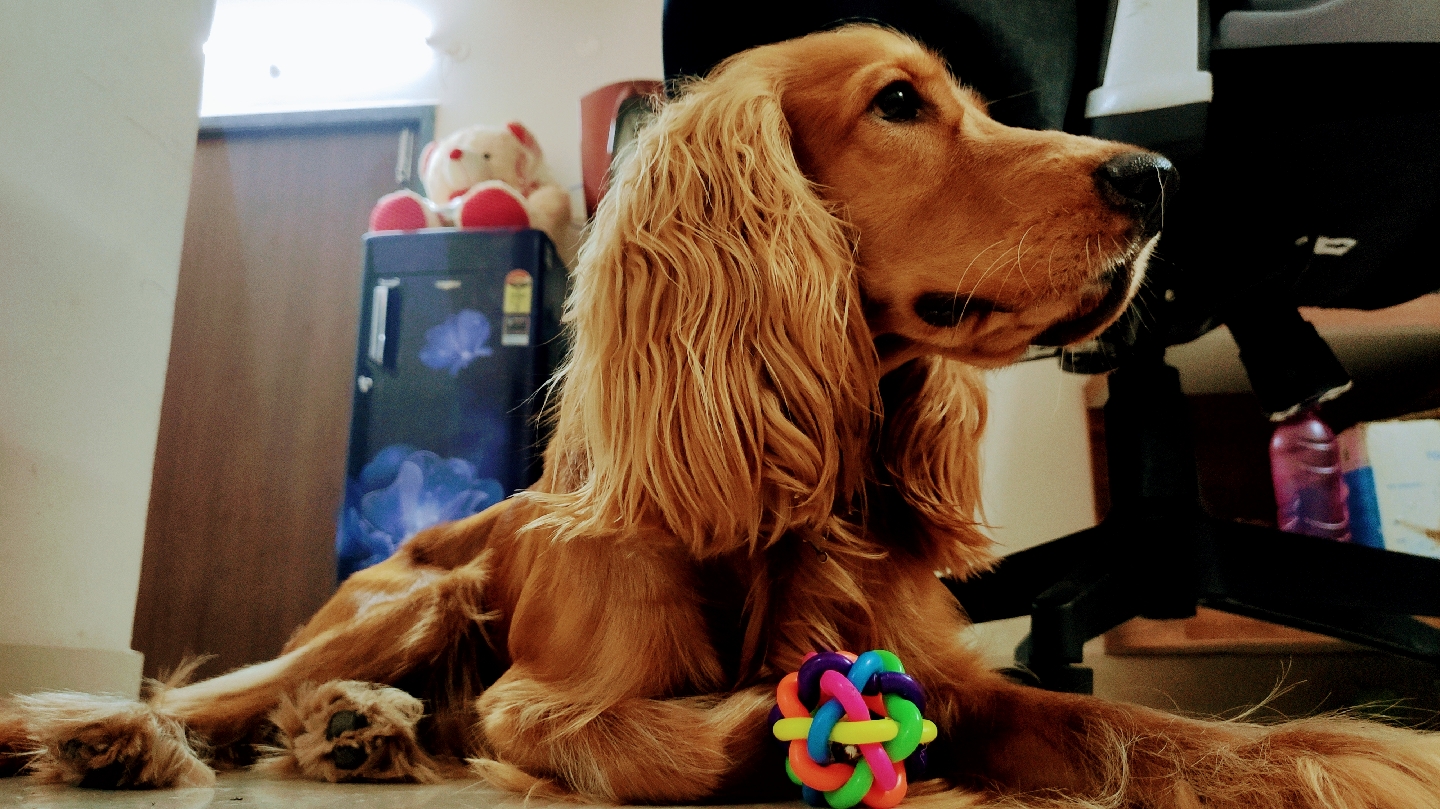 Scooby-dooby-doooo feature image