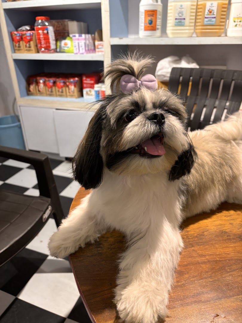 Yes Paws: Luxury Pet SPA, Grooming & Supplies Store feature image