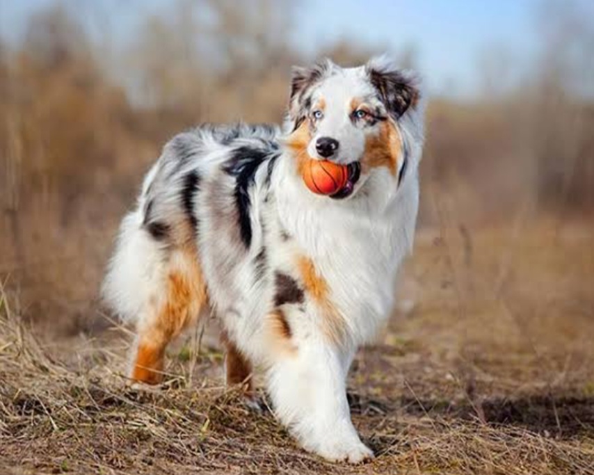 Pet resort feature image
