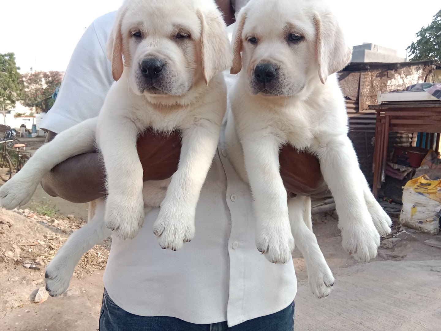 Sandy Pets HUB - Top-Quality Puppies Available at Unbeatable Prices in Lal Darwaza, Hyderabad. feature image