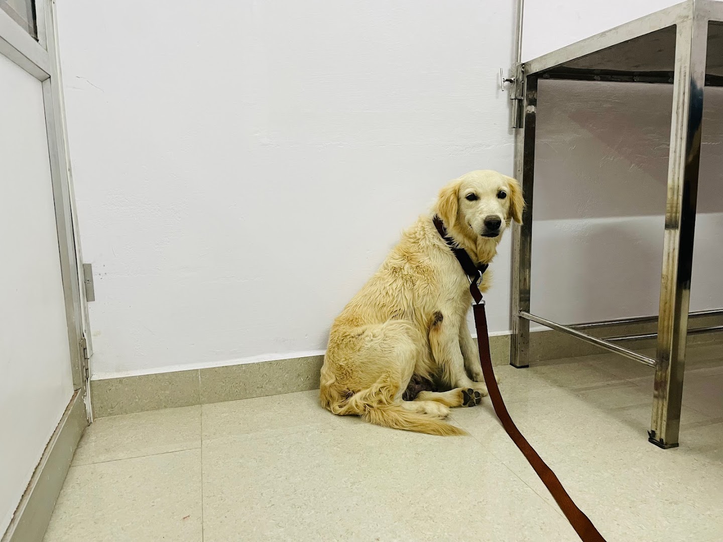Mr PET spa and clinic feature image