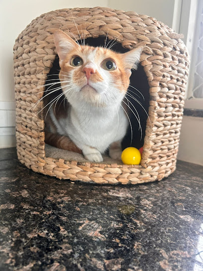 The Benzi Cattery - Feline Behaviour & Boarding Services