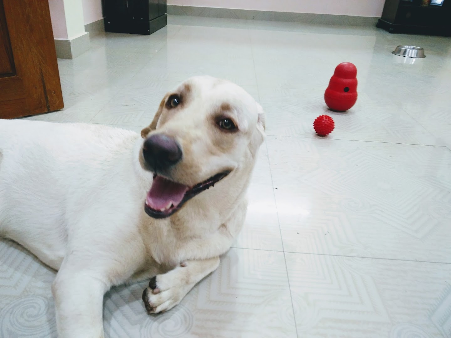 Woof Buddies Dog Boarding Home feature image