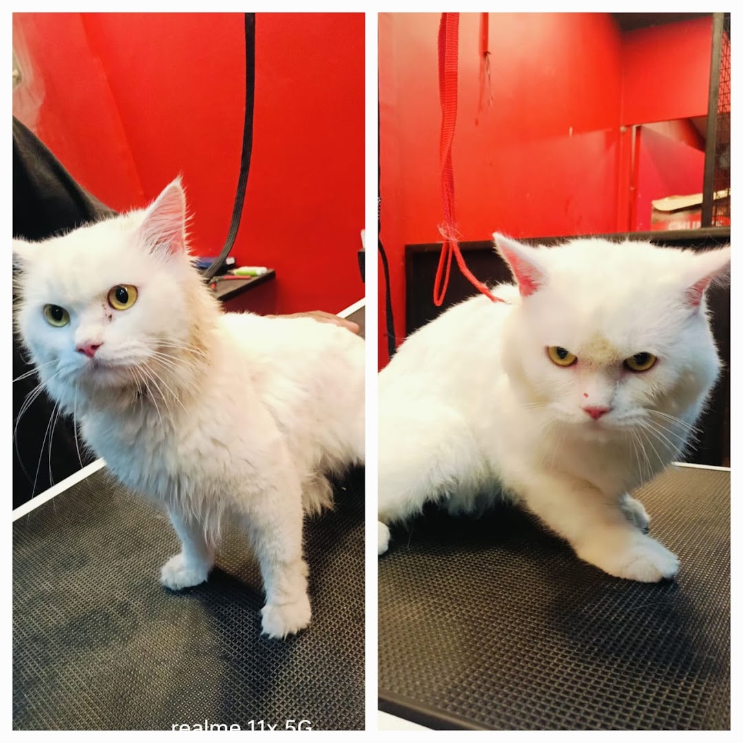 Amibella Pet Store & Grooming | PG Road, Secunderabad feature image