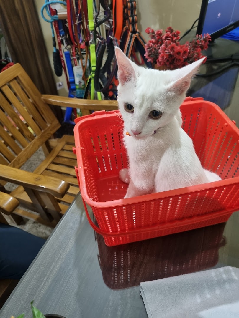 Vet's Best Pet Clinic Dr. Lokkit feature image