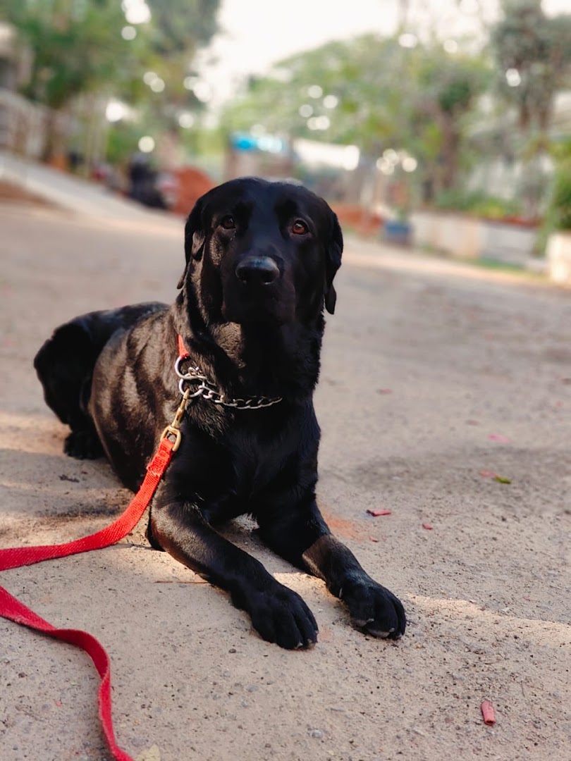 Obedience Master - No. 1 Dog Training Organization in Hyderabad feature image