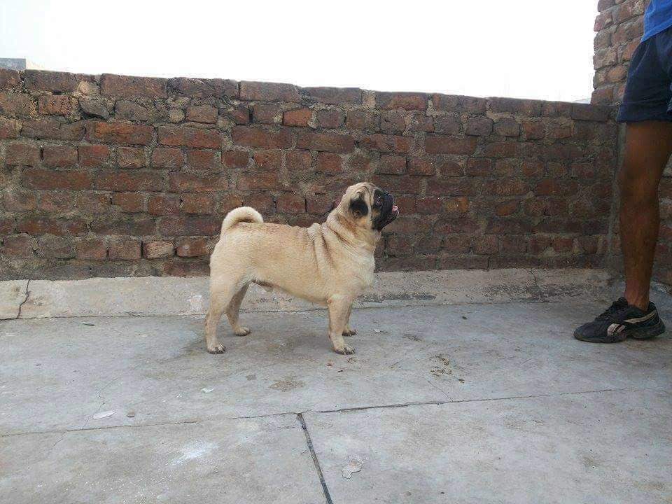 Vasant kunj dog boarding feature image