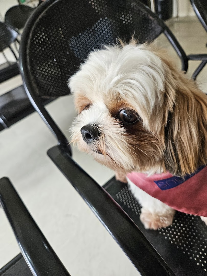 Paws Vet Clinic feature image
