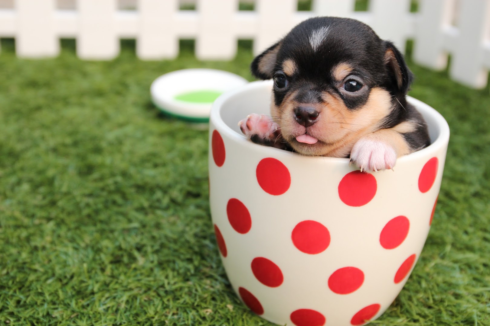 Master Dog Training And Grooming feature image