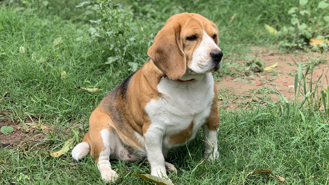 petsADDA- Dog Hostel | Dog Boarding | Dog Cabs feature image