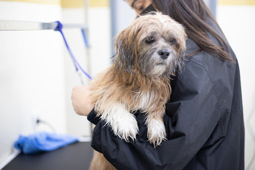Zigly - Pet Hospital, Pet Grooming & Pet Products | Kailash Colony gallery image 3