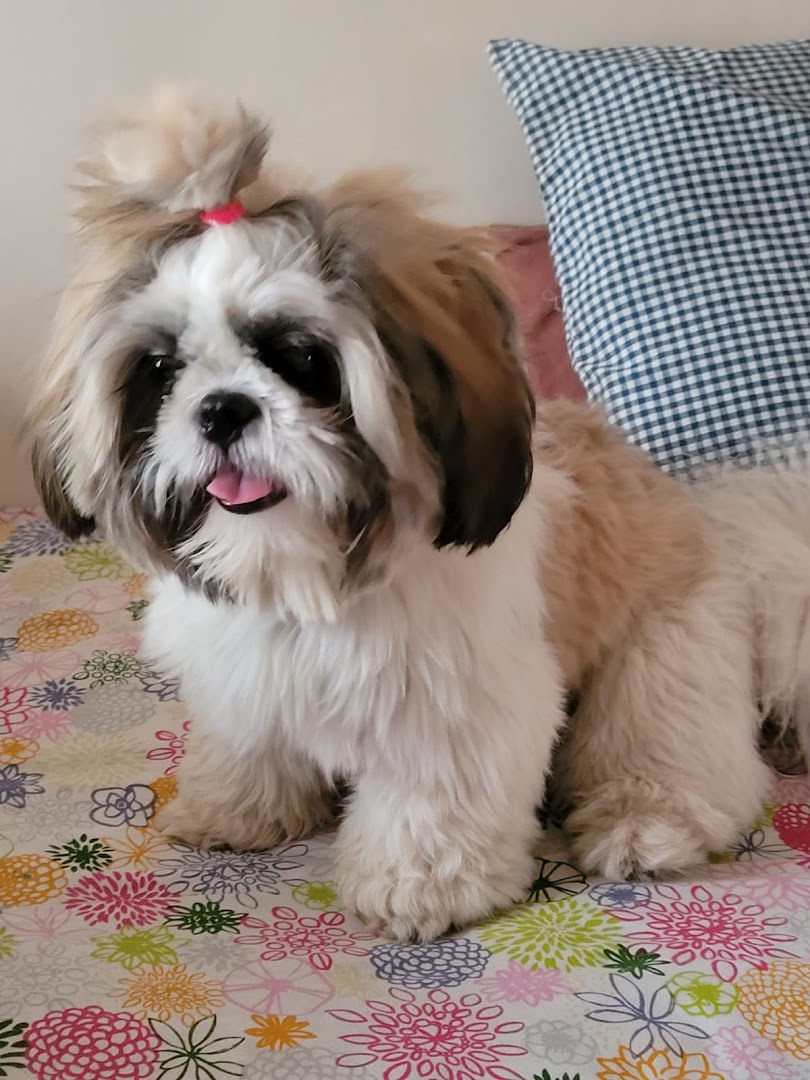 Pick Me ! Dog Boarding & Creative events feature image