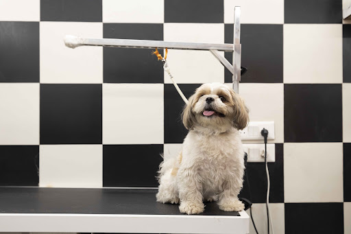 Heads Up For Tails Pet Store & Spa - Vasant Vihar, New Delhi gallery image 4