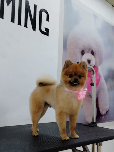 Hao FurEver Pet Spa & Store gallery image 4