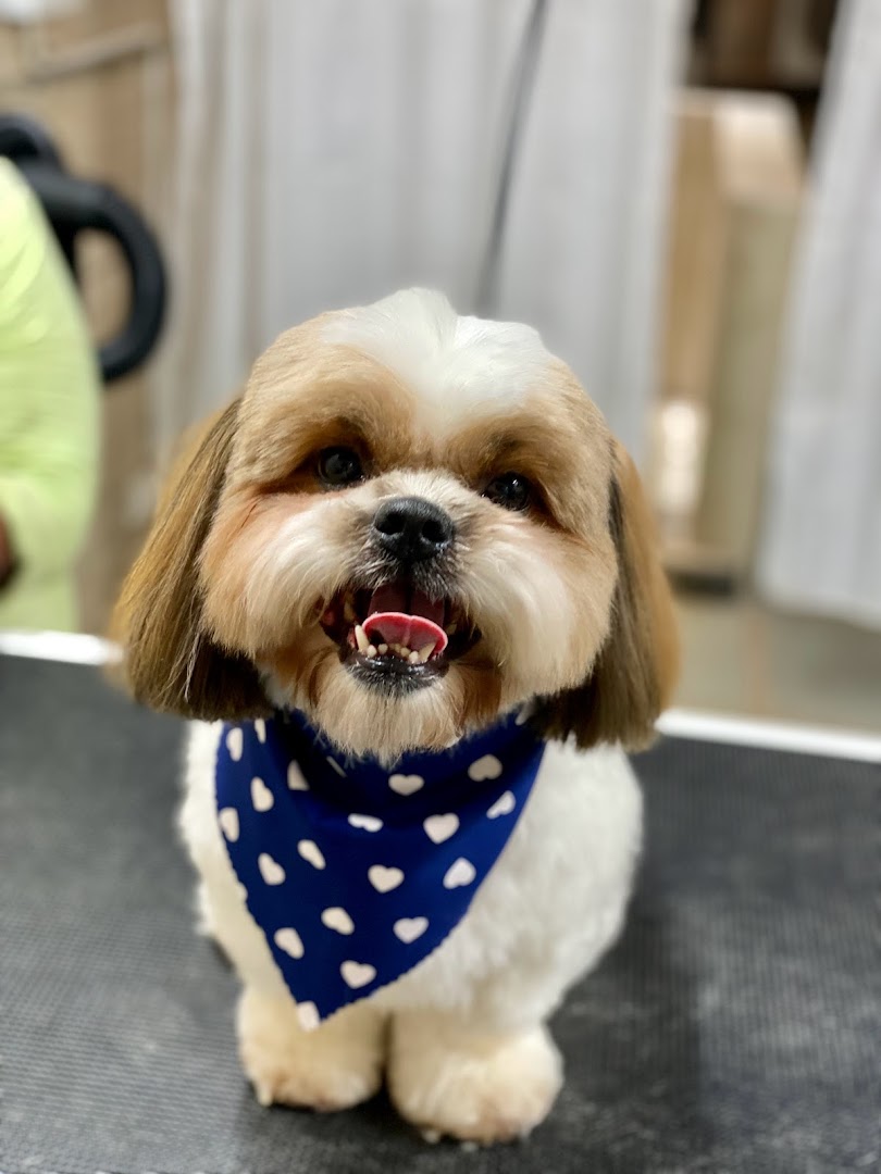Downtown Dogs feature image