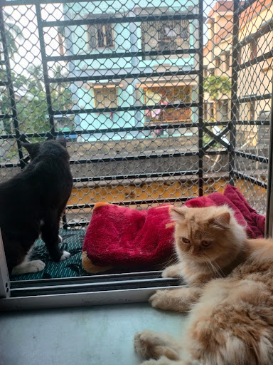 Pawstel by Mou (pet creche) gallery image 1