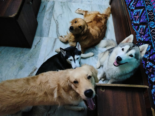 Pawstel by Mou (pet creche) gallery image 3