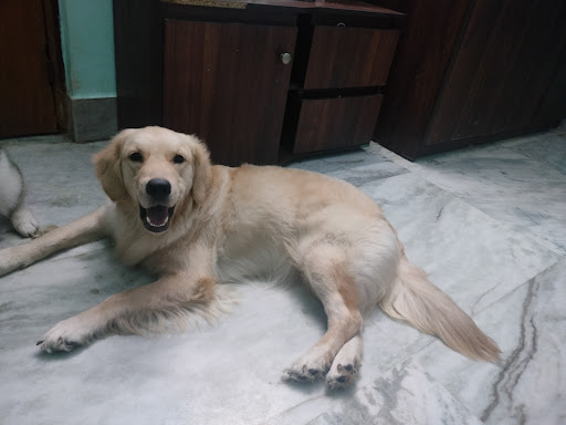 Pawstel by Mou (pet creche) gallery image 4