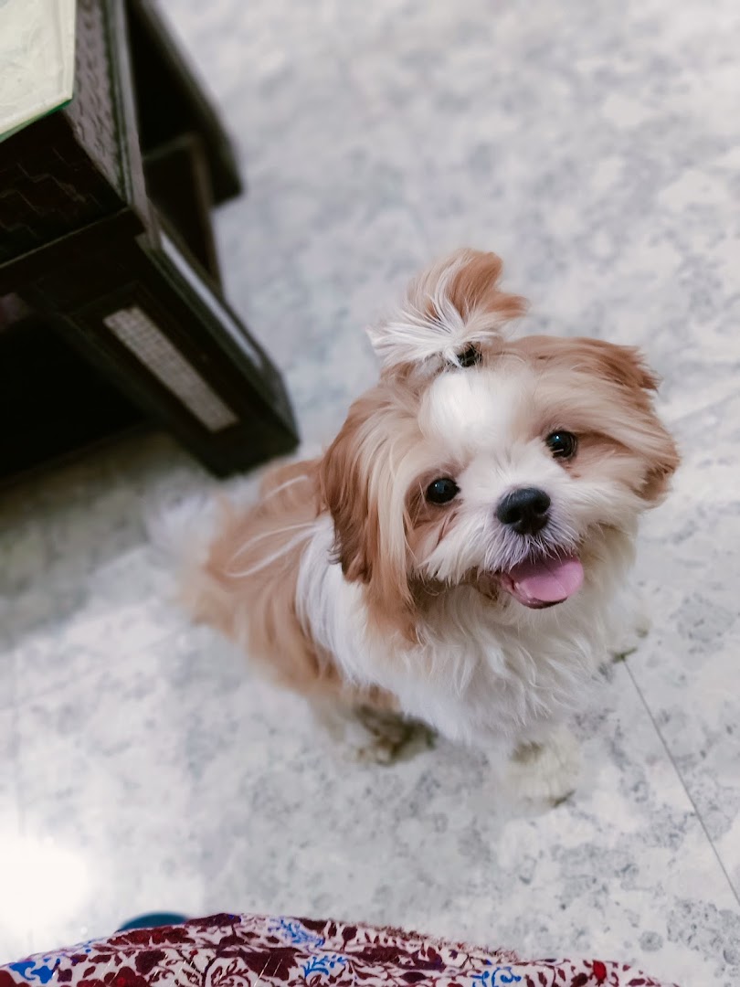 THE FAMILY PET CLINIC feature image