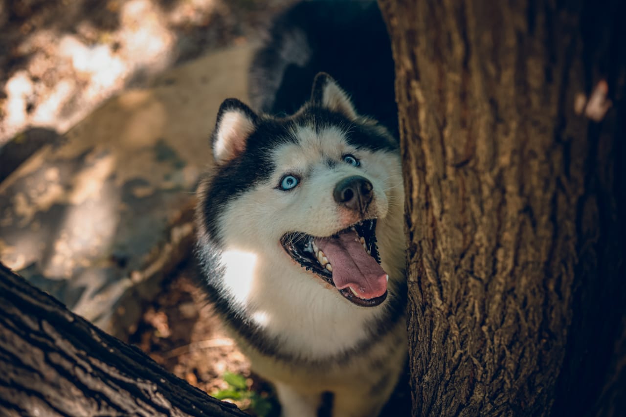 Vets For Pets Dog clinic feature image