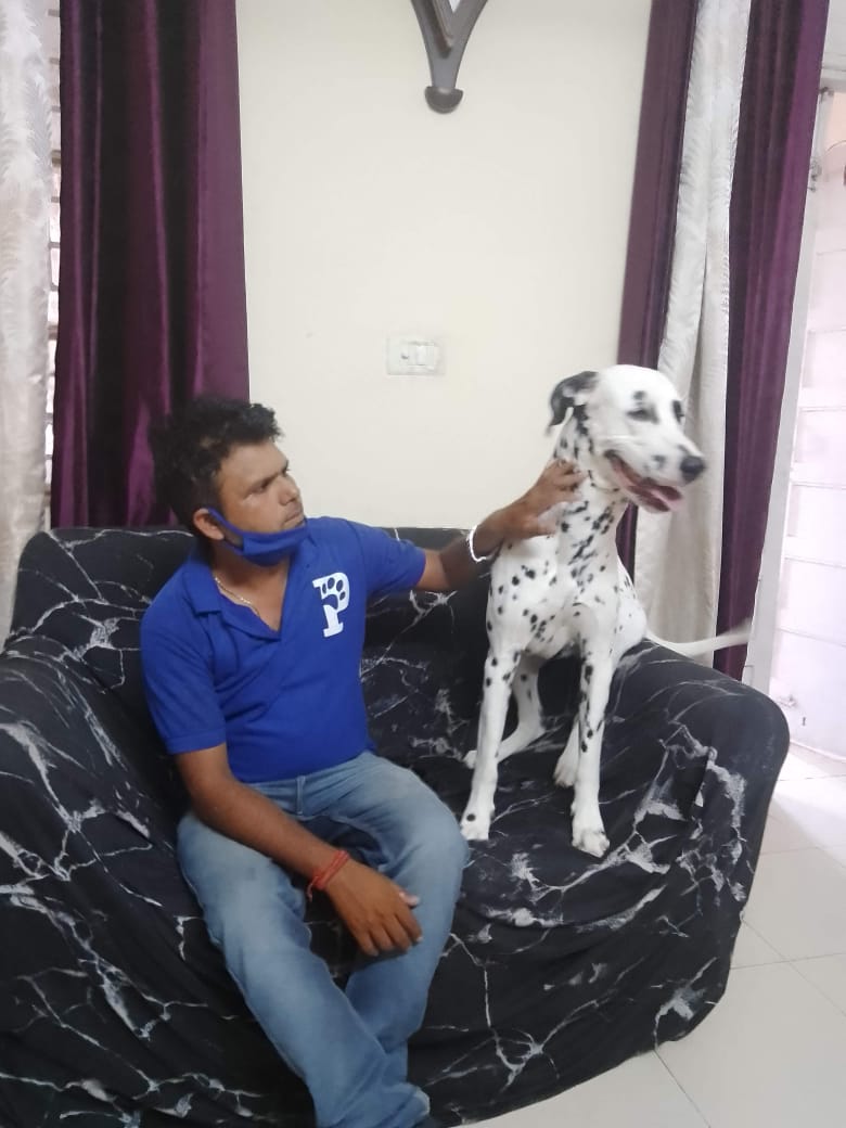 Dog Trainer At Home feature image