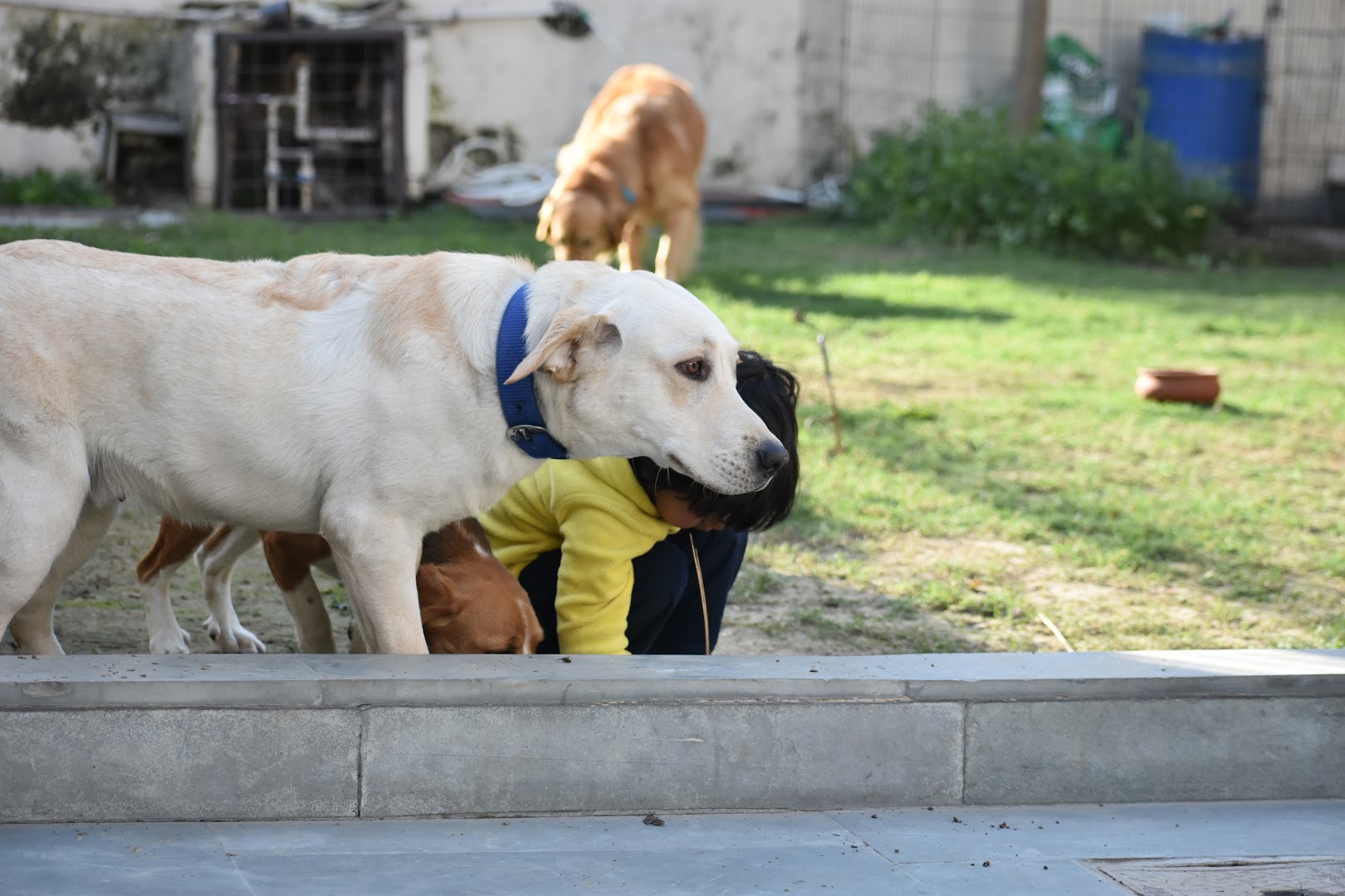 Happy Pettings - Dog Boarding Services feature image