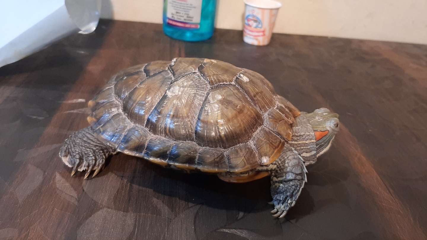 BD PET CLINIC feature image