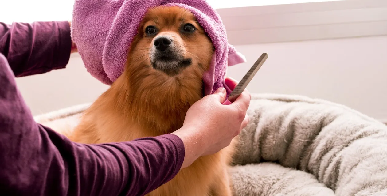 Top 5 Common Pet Grooming Mistakes and How to Avoid Them