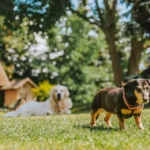 Top 10 Summer Care Tips for Your Pet - Feature Image