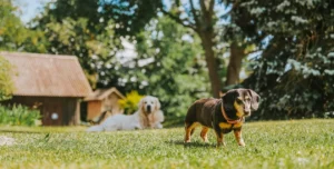 Top 10 Summer Care Tips for Your Pet