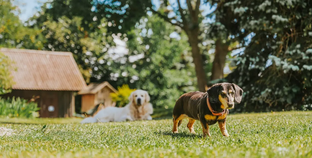 Top 10 Summer Care Tips for Your Pet